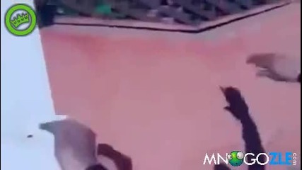 Сенки правят се*с