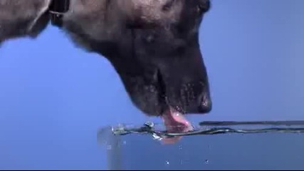 Как кучетата пият вода Забавен кадър 
