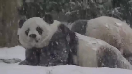 Панди виждат за първи път сняг