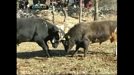 Mandusica Glavica 16 01 11 I Dio 