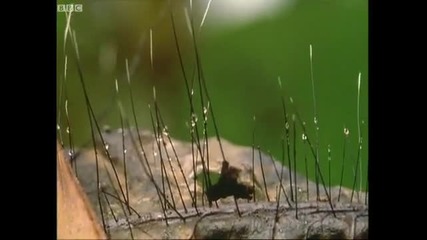 Red - eye tree frog and tadpoles - Shadow of the Sun - Bbc 