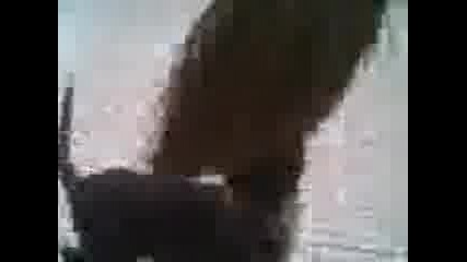 taisan zlobnia pitbul