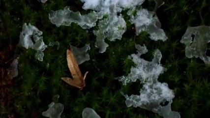 Spring in my heart ...