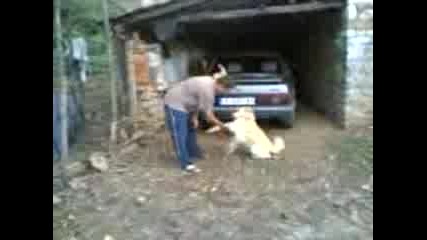 My Dog