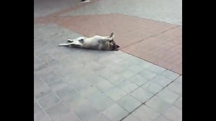 спящо куче на площада във Варна