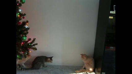 Crazy cat 5