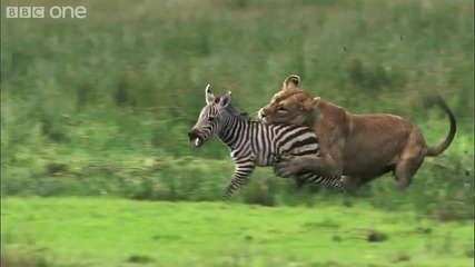 лавица напада зебра 