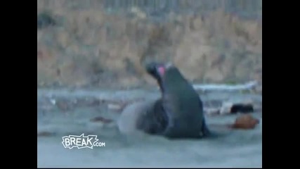Elephant Seal Wake - Up Prank 