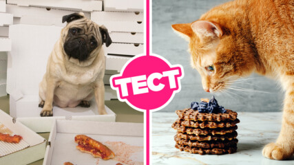 ТЕСТ: Избери си нещо апетитно за хапване и ще познаем дали си по-скоро котка или по-скоро куче