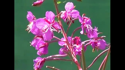Wonderful Flowers - I Bellissimi Fiori delle Dolomiti 