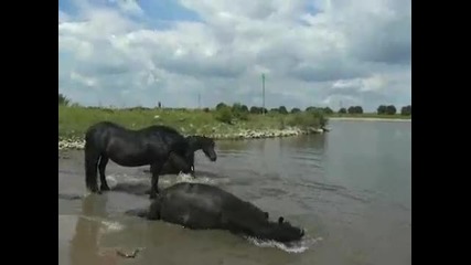 Friese paarden in het water 