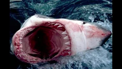 Най - голямата акула обитавала земята
