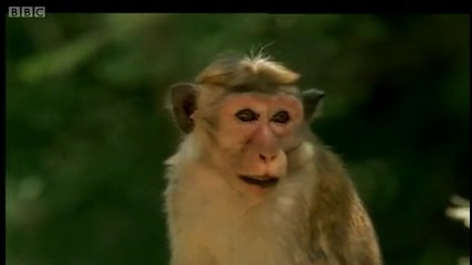 Monkeys on the lookout - Clever Monkeys - Bbc 