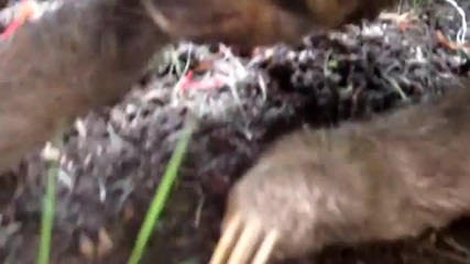 Man Eating Sloths of the Caribbean - Youtubeight