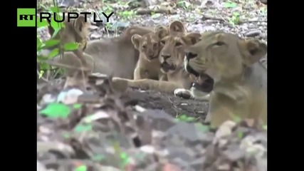 Застрашен Азиатски лъв роди, след като наводнение уби 10 други от прайда