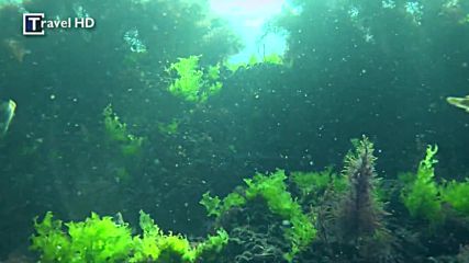 Travel HD - Черно море, подводни кадри / Travel HD - Black sea, Underwater