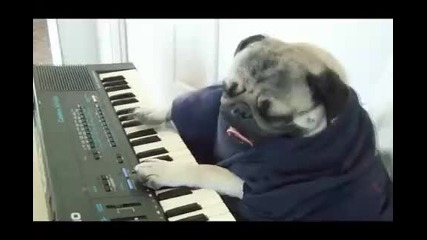 Куче пианист 