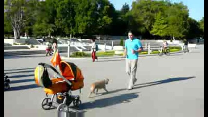Куче световен шампион с детски колички - 