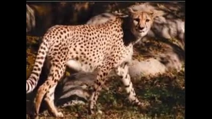 animals 