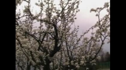 Пролетна Импресия - Пролетни вихри - 1