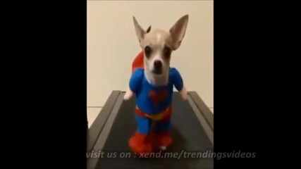 куче с костюм на superman