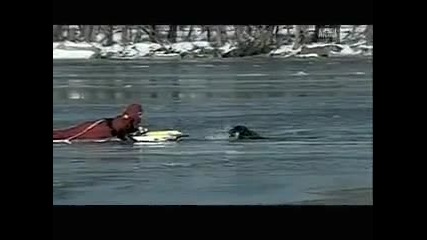 Dramatic Dog Rescue mission