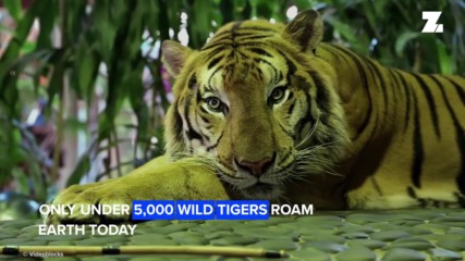 "TIGER KING" скандализира света: трябва ли да се затворят резерватите за тигри?