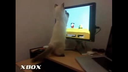Игриво котенце