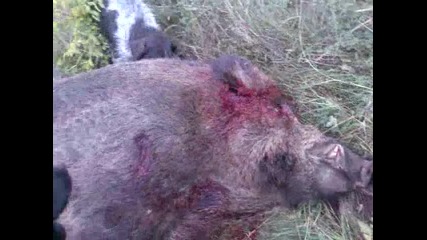 260 kg prase 