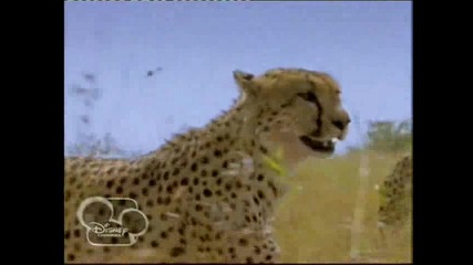 Африканските котки - Disney Nature Е01 Бг Аудио