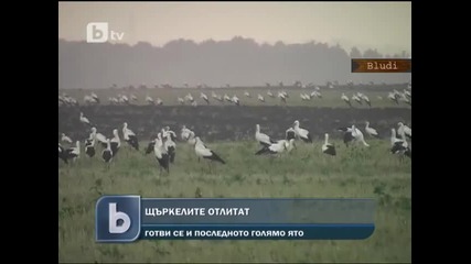 Щъркелите отлитат на Юг - Готви се и последното голямо ято