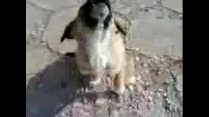 бездомно куче в сливница