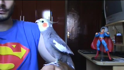 Папагал пее супер Марио!