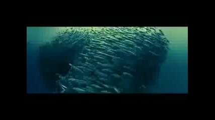 Amazing Oceans B B C - H D 