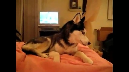 Куче казва обичам те