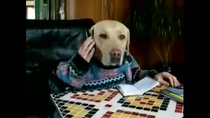 Смешно куче говори по телефона и маха на камерата :)