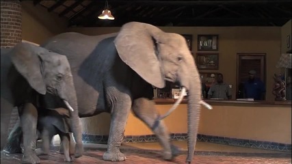 Слонове преминават през рецепцията на хотел в Замбия