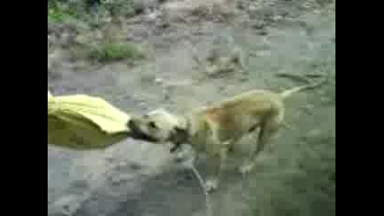 Peci my best dog -pit Bull