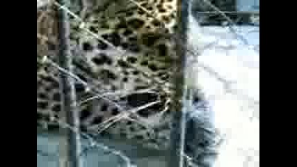 Gavra S Leopard