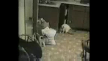 Смешни котки
