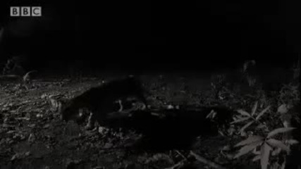 First wild sighting - Stalking the Jaguar - Bbc Animals 