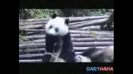 Панда киха 