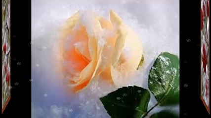 Роза на снега... ...(поёт Анжелика Агурбаш)... ...