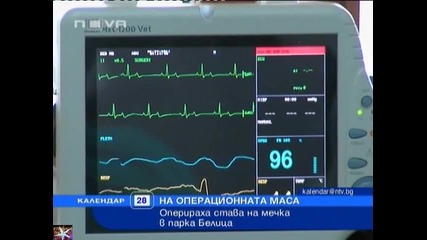 Операция на мечка в Белица