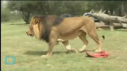 Massive Search for Missing South African Lion