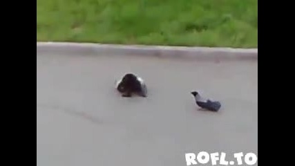 Битка между котки