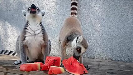 Диня, слънце и лемурски брънч: Кой каза, че само хората умеят да се глезят