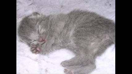 Котенца и Кученца