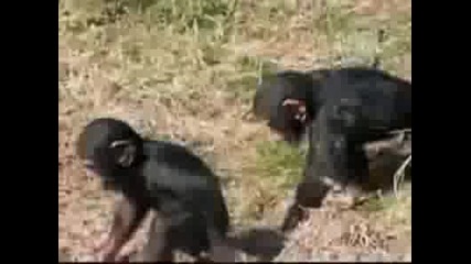 Бутни маймунката 