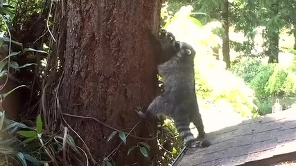 Миеща мечка учи малкото си да се катери по дърво